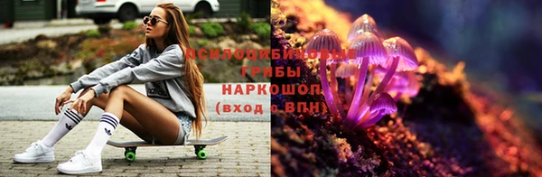 ПСИЛОЦИБИНОВЫЕ ГРИБЫ Горно-Алтайск